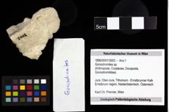 Foto (Objekt + Etiketten) von Goniodromites sp. 